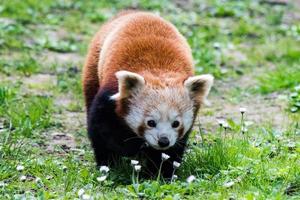 rosso panda vicino su ritratto foto