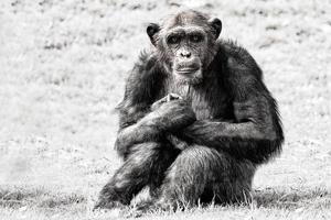 scimmia scimpanzé scimmia foto
