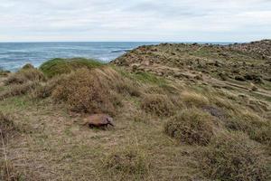 sud America armadillo vicino su ritratto foto