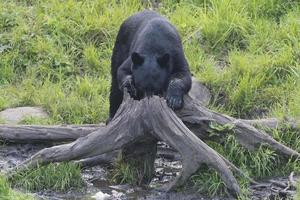 un' nero orso mentre mangiare foto