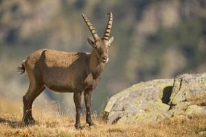 un isolato stambecco lungo corno pecora clodo su ritratto su il Marrone sfondo foto