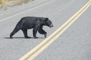 un' nero orso attraversamento il strada nel alaska britsh columbia foto