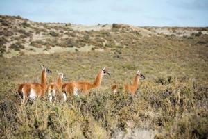 guanaco ritratto nel argentina patagonia foto