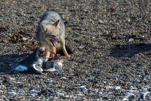 grigio Volpe mangiare un' pinguino su il spiaggia foto