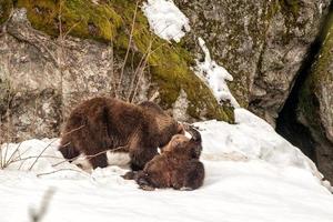 orso ritratto su il neve guardare a voi foto