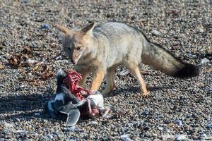 grigio Volpe mangiare un' pinguino su il spiaggia foto