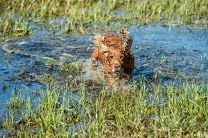 cane cucciolo cocker spaniel giocando nel il acqua foto