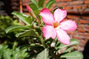 bellissimo fresco fiori come un' sfondo foto