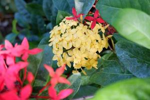 bellissimo fresco fiori come un' sfondo foto