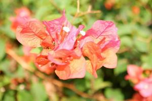 bellissimo fresco fiori come un' sfondo foto