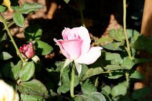 bellissimo fresco fiori come un' sfondo foto