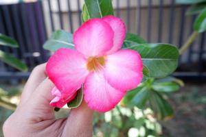 bellissimo fresco fiori come un' sfondo foto