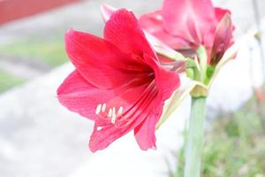 bellissimo fresco fiori come un' sfondo foto