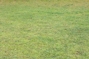 verde erba sfondo nel il campo foto