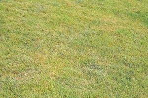 verde erba sfondo nel il campo foto