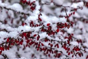 rami di berberis thunbergi dc nel inverno con rosso maturo frutti di bosco. dopo scongelamento, un' poco neve e goccioline di congelato acqua rimanere su il frutti di bosco e rami. sfocato selettivo messa a fuoco foto