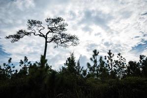 il grande pino albero su il nube e blu cielo sfondo foto