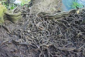 primo piano delle radici degli alberi nella foresta foto