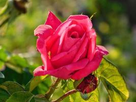rosa rosa in giardino