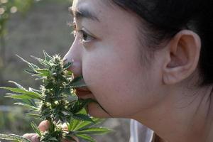 Asia donna odorare marijuana fiore nel il canapa piantagione foto