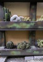 pentole con cactus foto