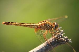 un' giallo libellula arroccato su il erba isolato. raffica di vento teste e code ondeggiante nel il vento su un' piccante, soleggiato giorno nel un' canale. foto