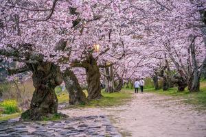 ciliegia fiorire a kintaikyo ponte iwakuni città, Giappone foto