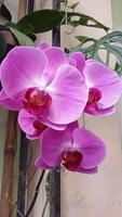 Luna orchidea o phalaenopsis amabilis. orchidee, orchidacee, siamo il maggiore famiglia di monocotiledone impianti. indonesiano anggrek bulan su selettivo messa a fuoco foto