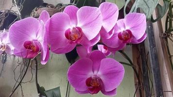 Luna orchidea o phalaenopsis amabilis. orchidee, orchidacee, siamo il maggiore famiglia di monocotiledone impianti. indonesiano anggrek bulan su selettivo messa a fuoco foto