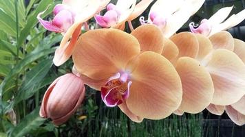 Luna orchidea o phalaenopsis amabilis. orchidee, orchidacee, siamo il maggiore famiglia di monocotiledone impianti. indonesiano anggrek bulan su selettivo messa a fuoco foto