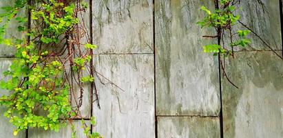 verde vite, edera o strisciante pianta su grigio grunge parete sfondo con copia spazio. naturale sfondo, bellezza nel natura e crescita concetto foto