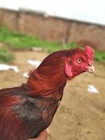 combattente cazzo, Gallo o pollo. Gallo pettine o testa vicino su. cazzo combattimento è un' tradizione nel Sud asiatico e Sud est asiatico paesi Compreso Tailandia. foto