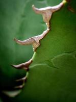 primo piano pianta succulenta, foglie fresche dettaglio di agave titanota gentry foto