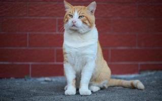 adulto rosso -dai capelli bianca gatto si siede su il strada, il animale sembra in il telecamera foto