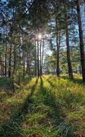 verde conifero foresta su un' soleggiato autunno giorno foto