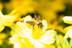ape in cerca di nettare su un fiore