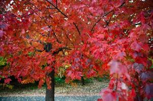 autunno albero in prospect park, brooklyn, new york foto