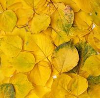 molti ingiallito asciutto albicocca foglie, pieno telaio foto