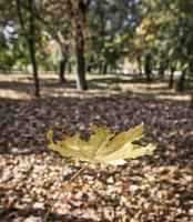 giallo acero foglia, vicino su foto