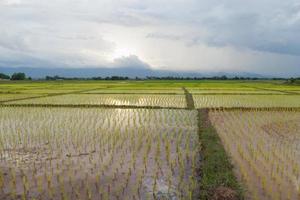 fattoria di riso in thailandia foto