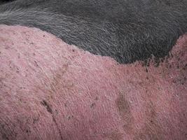rosa e nero maiale vicino su foto