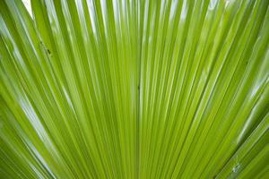 tropicale naturale verde palma le foglie modello struttura astratto sfondo foto