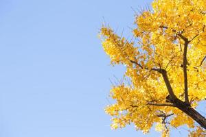 foglie gialle sull'albero foto