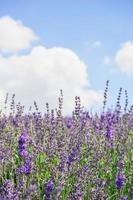 lavanda sotto il cielo foto