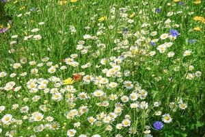 un mazzo di fiori foto