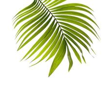 foglia verde tropicale con copia spazio foto