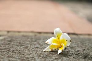 fiore bianco sul pavimento foto