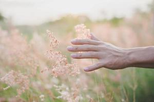 la mano tocca l'erba in un campo al tramonto foto