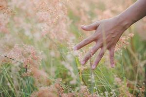 la mano tocca l'erba in un campo al tramonto foto