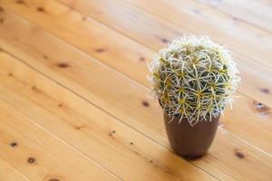 piccolo cactus in una pentola